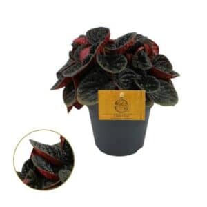 Peperomia Chocolate in Pot 12cm