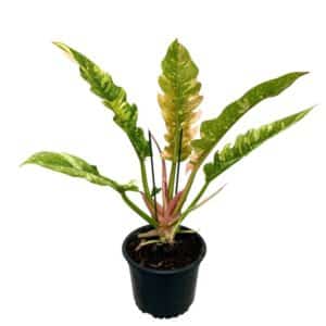 Philodendron 'Ring of Fire' in Pot 14cm