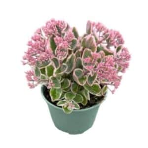 Sedum telephium La Vie en Rose in Pot 17cm