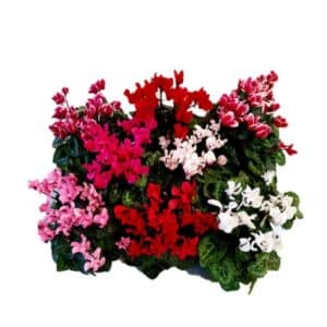 Mini Ciclamino in Pot 10cm