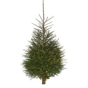 Picea Abete Rosso Christmas Tree Cut