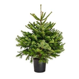 Abies Nordmanniana Potted Christmas Tree