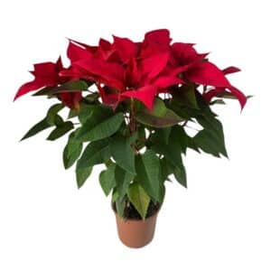 Poinsettia in Pot 18cm