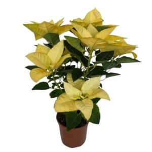 Poinsettia in Pot 16cm Golden Glow
