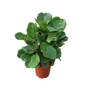 Ficus Lyrata In Pot 24cm