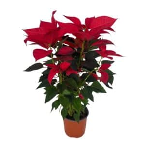 Poinsettia in Pot 15cm Freys
