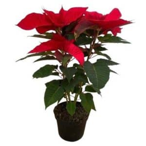 Poinsettia in Pot 18cm