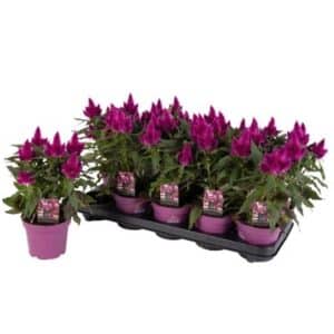 Celosia Deep Purple in Pot 12cm