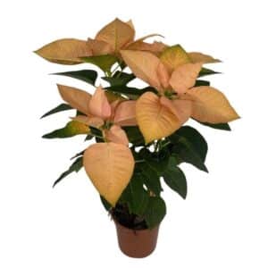 Poinsettia in Pot 16cm Autumn Leaves