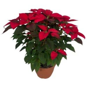Poinsettia Rossa in Ciotola 35cm