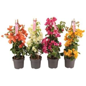 Bougainvillea Pyramid in Pot 17cm