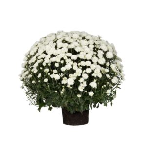 Dendranthema in Pot 19cm