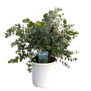 Eucalyptus Cinerea Shrub in Pot 19cm