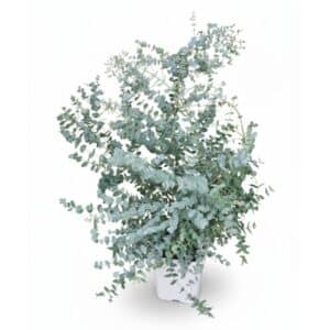 Eucalyptus Cinerea Shrub in Pot 24cm