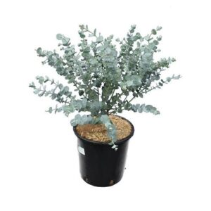 Eucalyptus Gunnii Shrub in Pot 19cm