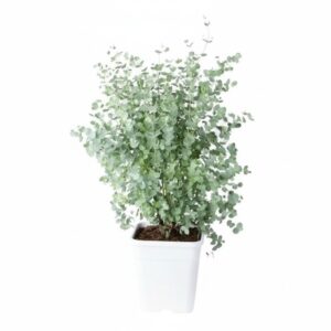 Eucalyptus Gunnii Shrub in Pot 24cm