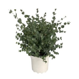 Eucalyptus Gunnii Shrub in Pot 24cm
