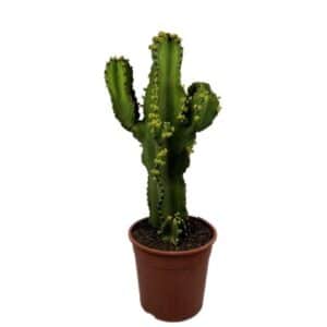 Euphorbia Ingens in Pot 24cm