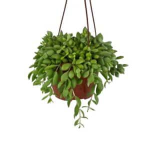 Cotyledon Pendens in Pot 14cm