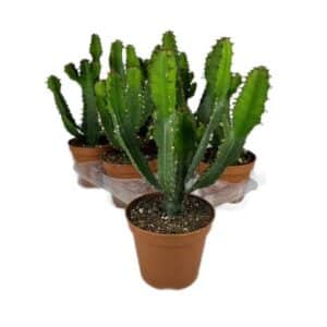 Euphorbia Triangularis in Pot 13cm