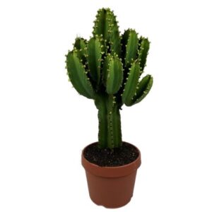 Euphorbia Ingens in Pot 24cm