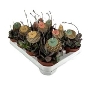 Succulent 'Tiger' Mix in Pot 10.5cm