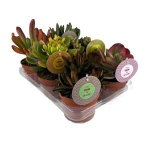 Succulent 'The Colour' Mix in Pot 13cm