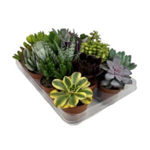 Succulenti Mix in Pot 8cm