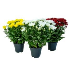 Chrysanthemum XL in Pot 14cm