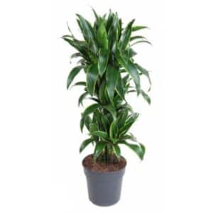 Dracaena Arturo Punta in Pot 35cm
