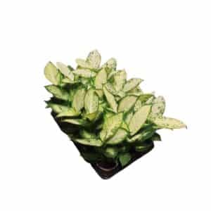 Dieffenbachia Mix in Pot 10cm