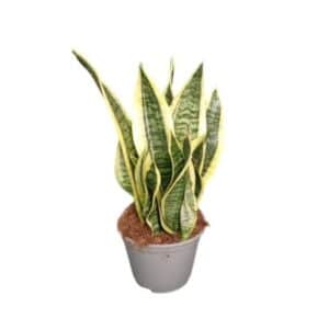 Sanseveria Futura in Pot 14cm