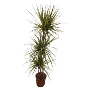 Dracaena Marginata Gold H90-60-30cm
