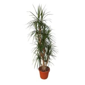Dracaena Marginata in Pot 35cm H120cm