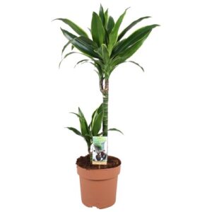 Dracaena Arturo H45-15cm