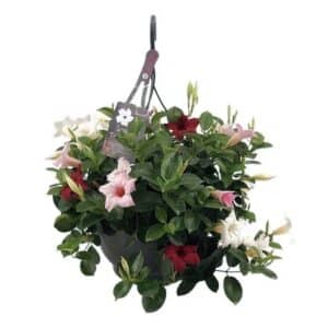 Dipladenia in Basket 22cm Tricolour