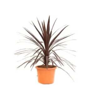Cordyline Australis Atropurpurea in Pot 24cm