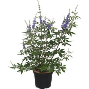 Vitex Agnus-Castus in Pot 24cm