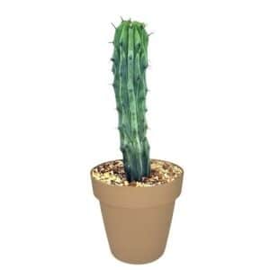 Myrtillocactus Geometrizans in Pot 25cm