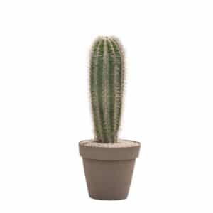 Pachycereus Pringlei in Pot 30cm H70-80cm