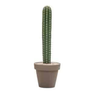 Lemaireocereus Stellatus in Pot 35cm H90-110cm