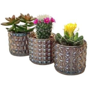 Cactus and Succulent Mix in Frosted Glass Pot 6cm