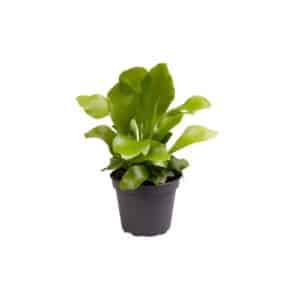 Asplenium in Pot 6cm