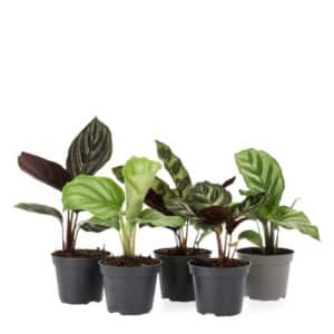 Calathea in Pot 6cm