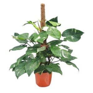 Philodendron White Princess in Pot 24cm