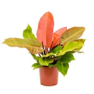 Philodendron Prince of Orange in Pot 19cm
