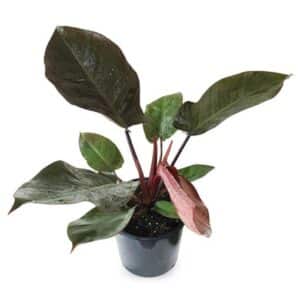 Philodendron Black Cardinal in Pot 19cm