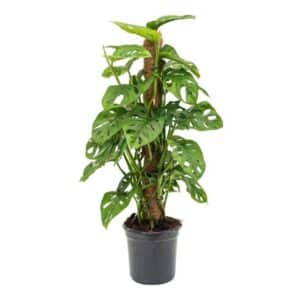 Philodendron Adansonii Monstera In Pot 18cm