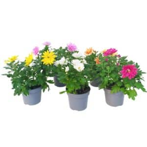 Chrysanthemum in Pot 14cm