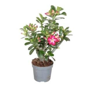 Adenium Obesum Red in Pot 13cm